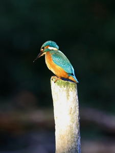 Hochformatige Aufnahme eines Eisvogels, der auf einem abgebrochenen senkrechten Ast sitzend nach unten blickt. Der Hintergrund ist so dunkel, dass die bunten Farben des Vogels stark hervortreten.