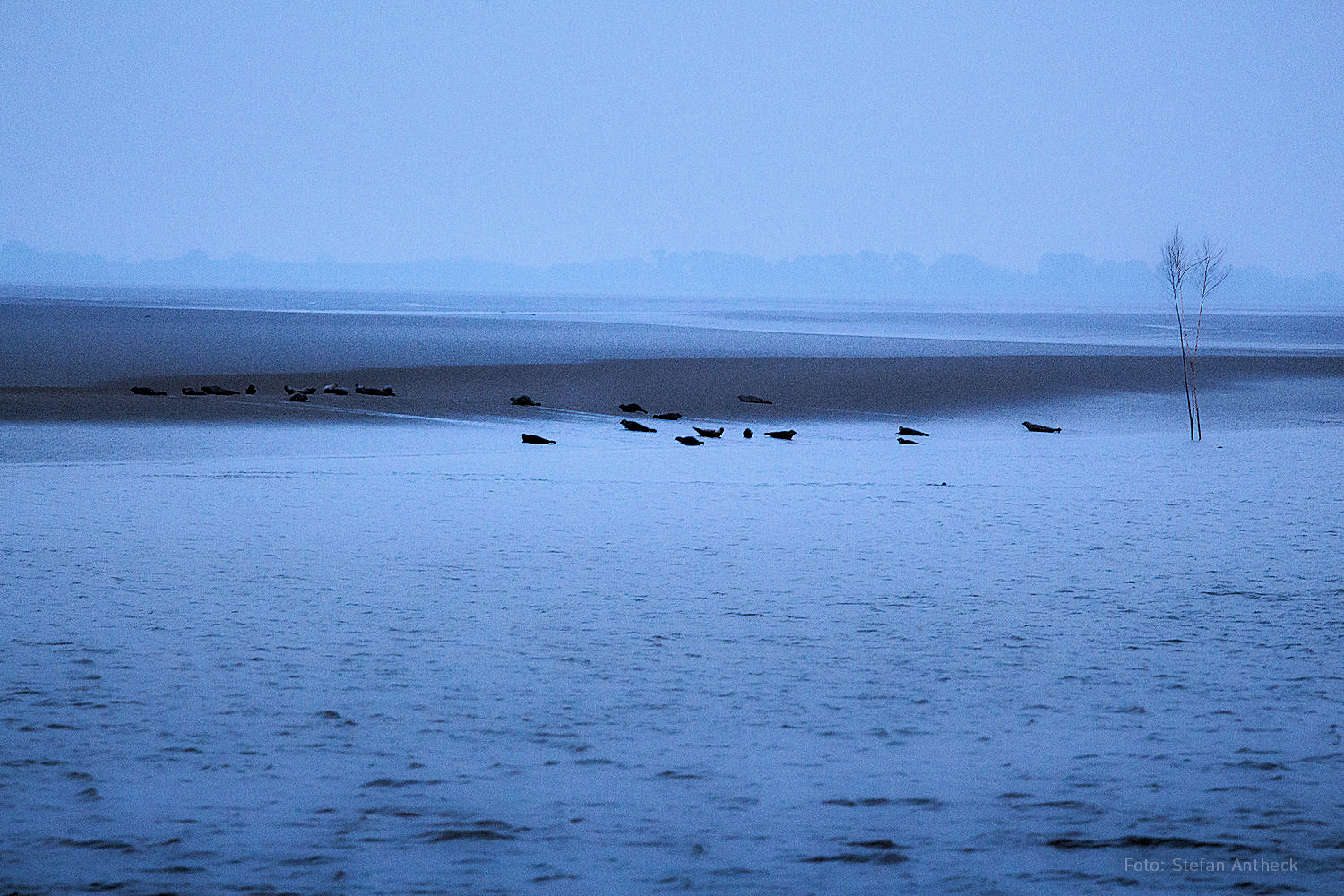 Seehundbänke zur Blauen Stunde