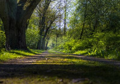 Ein Waldweg aus der Froschperspektive. Am linken Wegesrand einige extrem dicke Bäume.