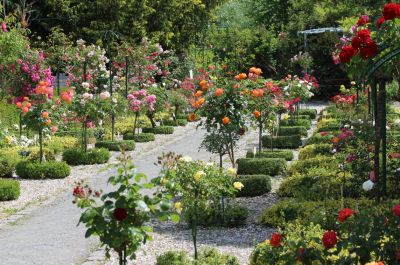 Ein diagonal durchs Bild verlaufender Schotterweg ist beidseitig umgeben von geometrisch angeordneten, sehr gepflegten Beeten. Das gesamte Bild ist geprägt durch zahlreiche verschiedenfarbige Rosen.