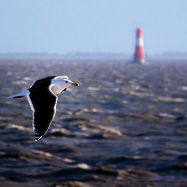 Mantelmöwe vor Leuchtturm Arngast