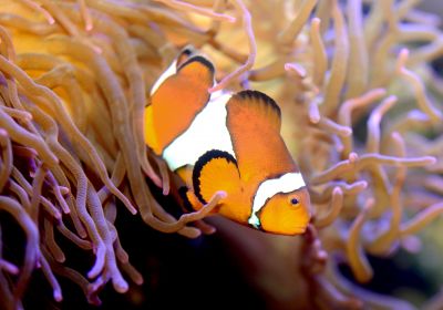 Anemonenfisch im Aquarium Wilhelmshaven