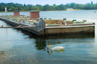 Die aus mehreren floßartigen Konstruktionen bestehende Flusseeschwalbenkolonie im Banter See. Im Hintergrund ist das Strandbad Klein Wangerooge zu erkennen. Im Vordergrund schwimmt ein Schwan.