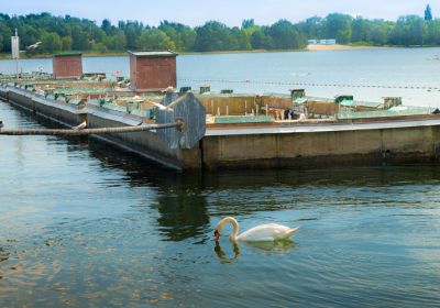 Die aus mehreren floßartigen Konstruktionen bestehende Flusseeschwalbenkolonie im Banter See. Im Hintergrund ist das Strandbad Klein Wangerooge zu erkennen. Im Vordergrund schwimmt ein Schwan.