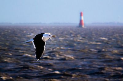 Mantelmöwe vor Leuchtturm Arngast Eine Mantelmöwe fliegt über das vom Sturm aufgewühlte Meer. Im Hintergrund ist der Leuchtturm Arngast zu erkennen.